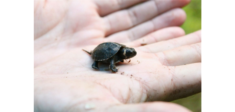 Smallest land hot sale turtle